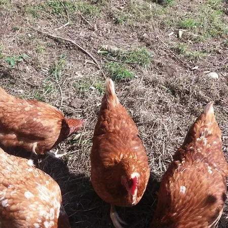 Κατάλυμα σε φάρμα Ca Del Lupo Pontremoli